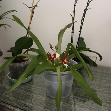 House Of Orchids With Patio Apartment Vila Real de Santo Antonio Ngoại thất bức ảnh