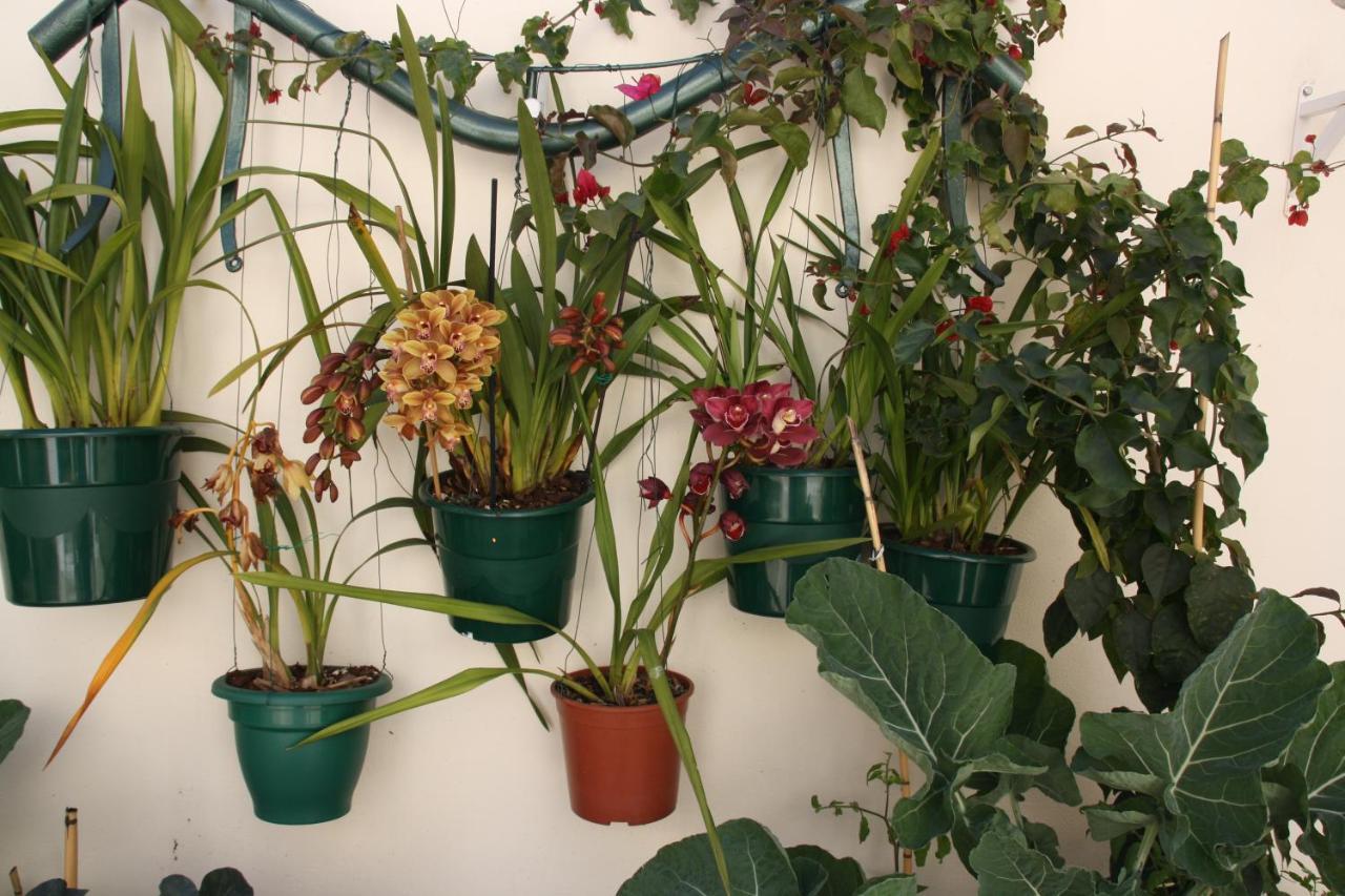 House Of Orchids With Patio Apartment Vila Real de Santo Antonio Ngoại thất bức ảnh